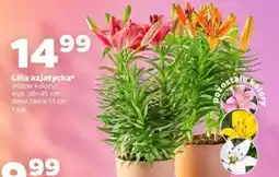 Netto Lilia azjatycka oferta