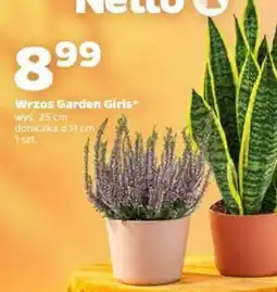 Netto Wrzos Garden Girls* oferta