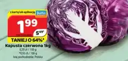 Delfin Kapusta czerwona oferta