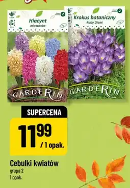 Polomarket Cebulki kwiatów Krokus botaniczny Ruby Giant Garderin oferta
