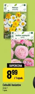 Polomarket Cebulki kwiatów Jaskier azjatycki różowy Garderin oferta