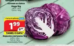 Delfin Kapusta czerwona polska oferta