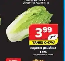 Delfin Kapusta pekińska oferta