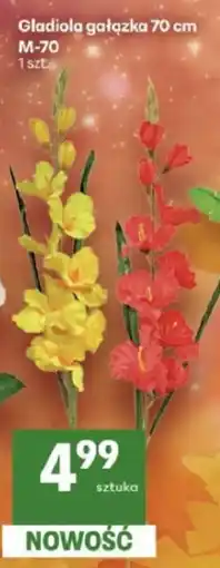Delikatesy Centrum Gladiola gałązka 70 cm oferta