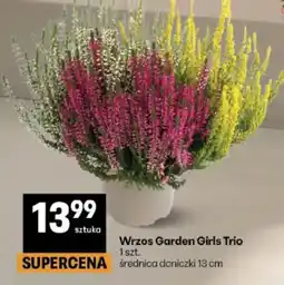 Delikatesy Centrum Wrzos Garden Girls Trio oferta