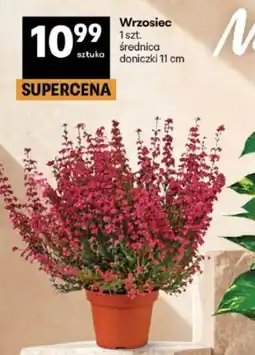 Delikatesy Centrum Wrzosiec oferta