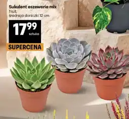 Delikatesy Centrum Sukulent eszeweria mix oferta