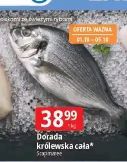 E.Leclerc Dorada królewska cała Scapmaree oferta