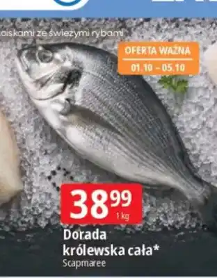 E.Leclerc Dorada królewska cała Scapmaree oferta