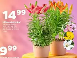 Netto Lilia azjatycka oferta