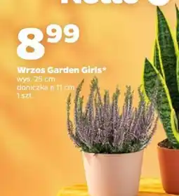 Netto Wrzos Garden Girls oferta