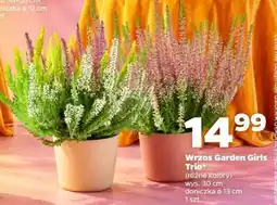 Netto Wrzos Garden Girls Trio oferta