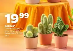 Netto KAKTUS oferta