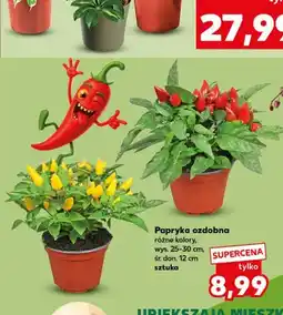 Kaufland Papryka ozdobna oferta