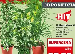 Kaufland Roślina zielona Xl dracena oferta