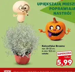 Kaufland Kalocefalus Browna oferta