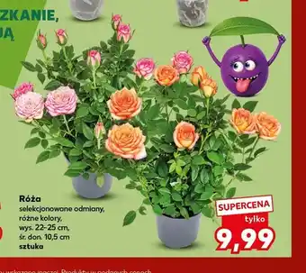 Kaufland Róża oferta