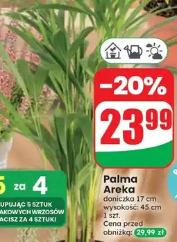 Dino Palma Areka oferta