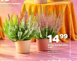 Netto Wrzos Garden Girls Trio oferta