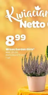Netto Wrzos Garden Girls oferta