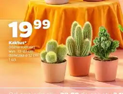 Netto Kaktus oferta