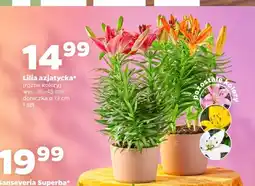 Netto Lilia azjatycka oferta