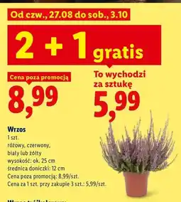 Lidl Wrzos oferta