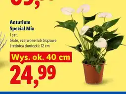 Lidl Anturium Special Mix oferta