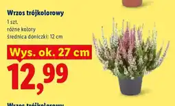 Lidl Wrzos trójkolorowy oferta