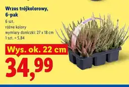 Lidl Wrzos trójkolorowy 6-pak oferta