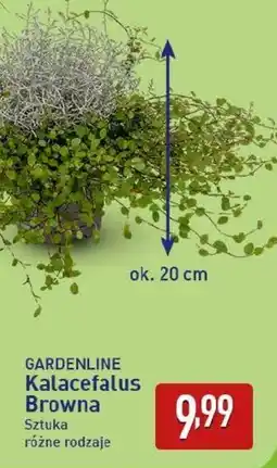 ALDI GARDENLINE Kalacefalus Browna oferta
