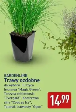 ALDI GARDENLINE Trawy ozdobne oferta