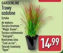 ALDI GARDENLINE Trawy ozdobne oferta