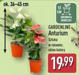 ALDI GARDENLINE Anturium oferta