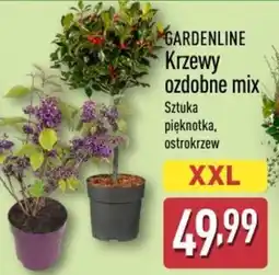 ALDI GARDENLINE Krzewy ozdobne mix oferta