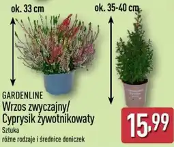 ALDI Gardenline wrzos zwyczajny/cyprysik żywotnikowaty oferta