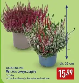 ALDI GARDENLINE Wrzos zwyczajny oferta
