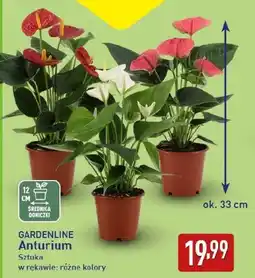 ALDI GARDENLINE Anturium oferta