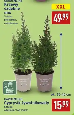 ALDI GARDENLINE Krzewy ozdobne mix oferta