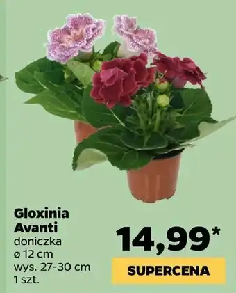 Netto Gloxinia w don. 12 cm 1 SZT oferta