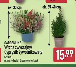 ALDI Wrzos zwyczajny Gardenline oferta