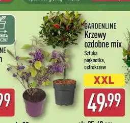 ALDI Krzew ozdobny ostrokrzew Gardenline oferta