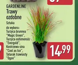 ALDI Trawa ozdobna Kostrzewa sina Cool as Ice Gardenline oferta
