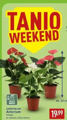 ALDI Anturium Gardenline oferta