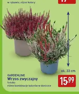 ALDI Wrzos zwyczajny Gardenline oferta