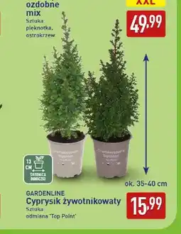 ALDI Cyprysik żywotnikowaty Top Point Gardenline oferta