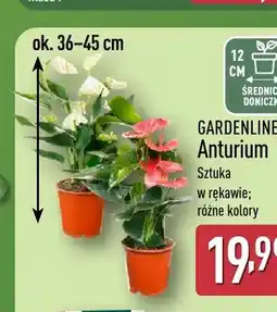 ALDI Anturium Gardenline oferta