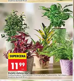 Biedronka Kwiaty zielone Fikus Natasja oferta