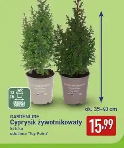ALDI GARDENLINE Cyprysik żywotnikowaty oferta