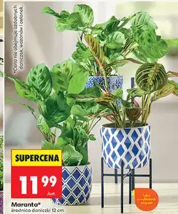 Biedronka Maranta, średnica doniczki 12 cm oferta